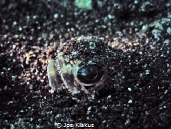 A stargazer (I think), buried in the sand at 6m. Taken wi... by Joe Klakus 